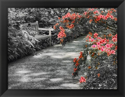 Framed Delaware, Walkway In A Garden With Azaleas And A Park Bench Print