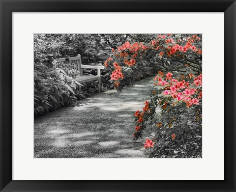 Framed Delaware, Walkway In A Garden With Azaleas And A Park Bench Print