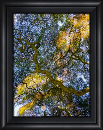 Framed Delaware, Looking Up At The Sky Through A Japanese Maple Print