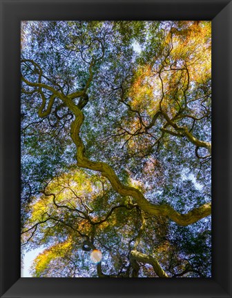 Framed Delaware, Looking Up At The Sky Through A Japanese Maple Print