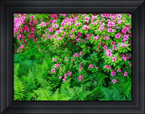 Framed Delaware, Azalea Shrub With Ferns Below In A Garden Print