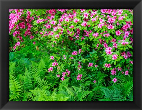 Framed Delaware, Azalea Shrub With Ferns Below In A Garden Print