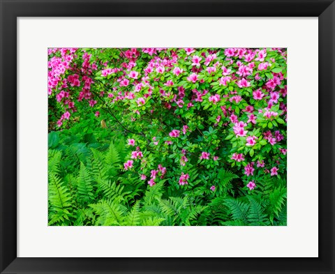 Framed Delaware, Azalea Shrub With Ferns Below In A Garden Print