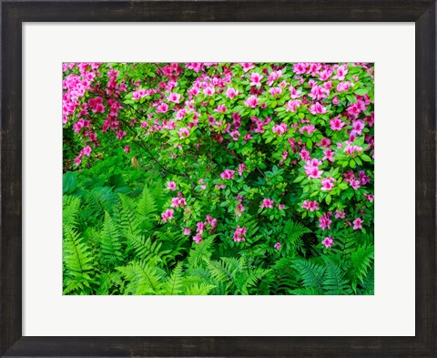 Framed Delaware, Azalea Shrub With Ferns Below In A Garden Print