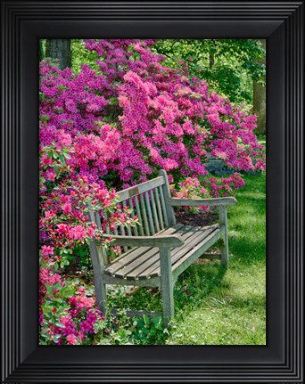 Framed Delaware, A Dedication Bench Surrounded By Azaleas In A Garden Print