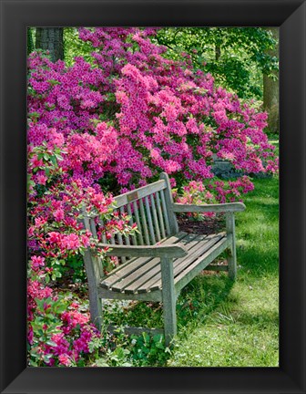 Framed Delaware, A Dedication Bench Surrounded By Azaleas In A Garden Print