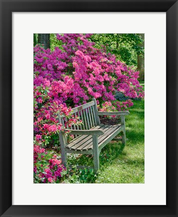 Framed Delaware, A Dedication Bench Surrounded By Azaleas In A Garden Print