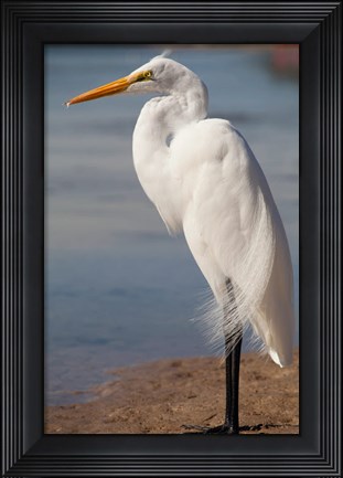 Framed Great Egret (Ardea Alba) On Tigertail Beach Lagoon, Marco Island, Florida Print