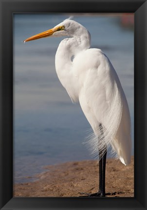 Framed Great Egret (Ardea Alba) On Tigertail Beach Lagoon, Marco Island, Florida Print
