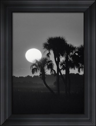 Framed Palm Trees And Sunrise, Florida Print