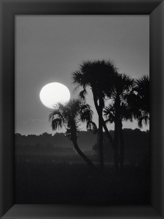 Framed Palm Trees And Sunrise, Florida Print