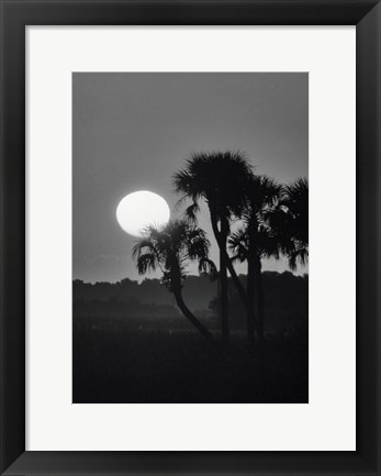 Framed Palm Trees And Sunrise, Florida Print