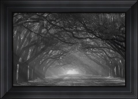 Framed Georgia, Savannah, Wormsloe Plantation Drive In The Early Morning With Rays Of The Sun Print