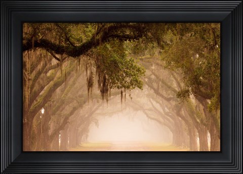 Framed Georgia, Savannah, Wormsloe Plantation Drive In The Early Morning Fog Print