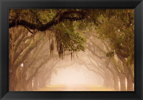 Framed Georgia, Savannah, Wormsloe Plantation Drive In The Early Morning Fog Print