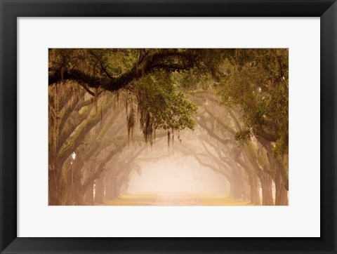 Framed Georgia, Savannah, Wormsloe Plantation Drive In The Early Morning Fog Print