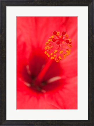 Framed Hawaii, Kauai, Detail Of Hibiscus Flower Print