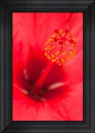 Framed Hawaii, Kauai, Detail Of Hibiscus Flower Print