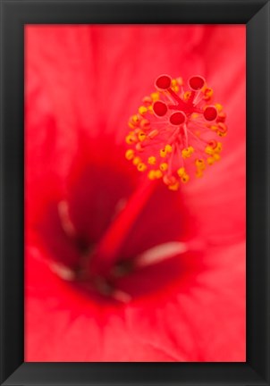 Framed Hawaii, Kauai, Detail Of Hibiscus Flower Print