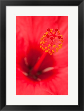 Framed Hawaii, Kauai, Detail Of Hibiscus Flower Print