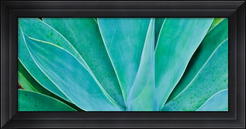 Framed Kauai, Hawaii, Panorama Of Agave Print