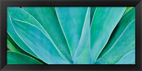 Framed Kauai, Hawaii, Panorama Of Agave Print