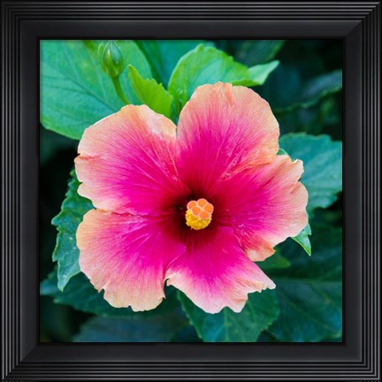 Framed Tropical Hibiscus Flower, Maui, Hawaii Print