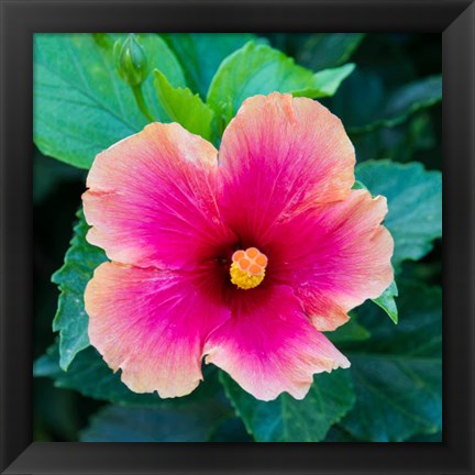 Framed Tropical Hibiscus Flower, Maui, Hawaii Print