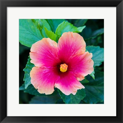 Framed Tropical Hibiscus Flower, Maui, Hawaii Print