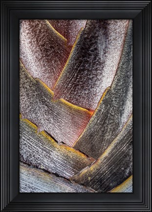 Framed Fan Detail Of Travelers Palm Tree, Maui, Hawaii Print