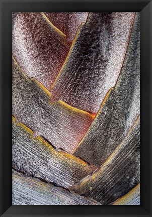 Framed Fan Detail Of Travelers Palm Tree, Maui, Hawaii Print