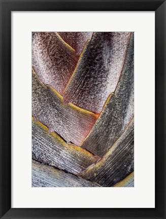 Framed Fan Detail Of Travelers Palm Tree, Maui, Hawaii Print