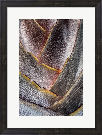 Framed Fan Detail Of Travelers Palm Tree, Maui, Hawaii Print
