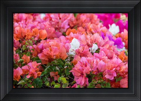 Framed Bougainvillea Flowering, Kihei, Maui, Hawaii Print
