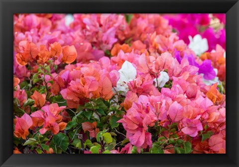 Framed Bougainvillea Flowering, Kihei, Maui, Hawaii Print