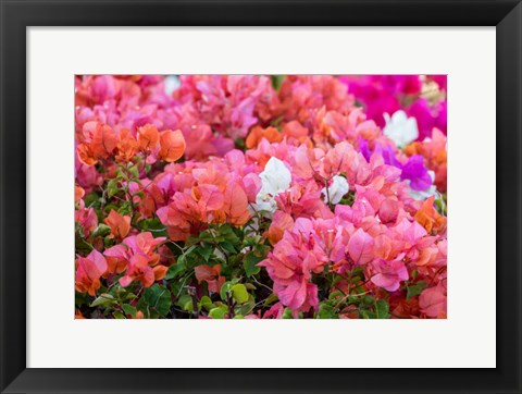 Framed Bougainvillea Flowering, Kihei, Maui, Hawaii Print