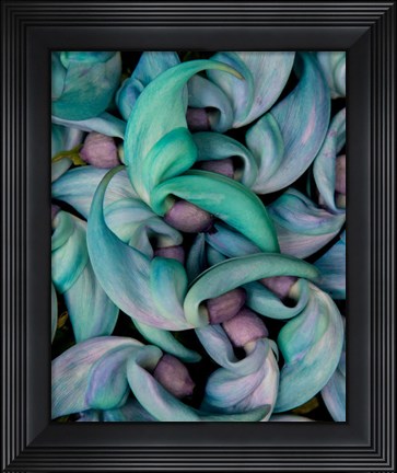 Framed Grouping Flowers Of The Jade Vine, Maui, Hawaii Print