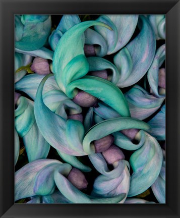 Framed Grouping Flowers Of The Jade Vine, Maui, Hawaii Print