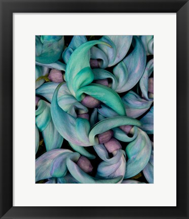 Framed Grouping Flowers Of The Jade Vine, Maui, Hawaii Print