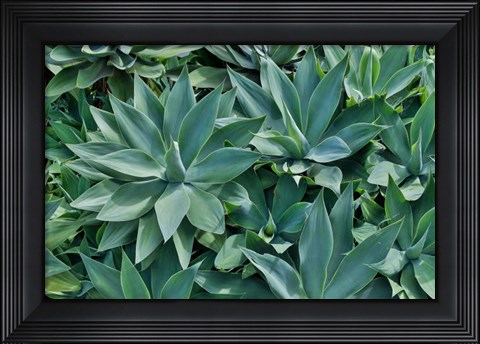 Framed Agave Kula Botanical Gardens, Upcountry, Maui, Hawaii Print