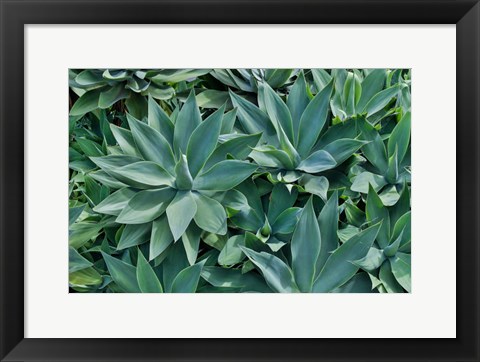 Framed Agave Kula Botanical Gardens, Upcountry, Maui, Hawaii Print