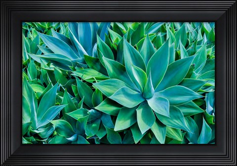 Framed Agave Kula Botanical Gardens, Upcountry, Maui, Hawaii Print