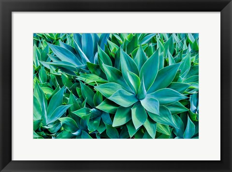 Framed Agave Kula Botanical Gardens, Upcountry, Maui, Hawaii Print