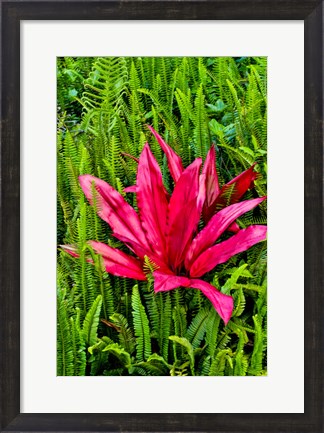 Framed Tea Plant And Ferns, Kula Botanical Gardens, Upcountry, Maui, Hawaii Print