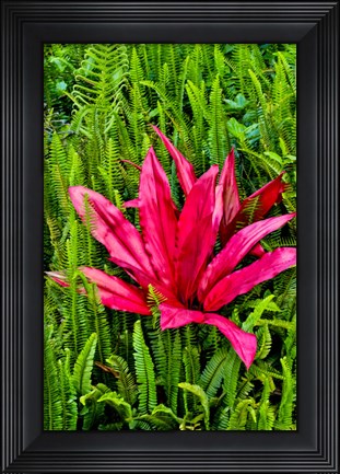 Framed Tea Plant And Ferns, Kula Botanical Gardens, Upcountry, Maui, Hawaii Print
