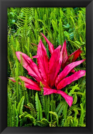 Framed Tea Plant And Ferns, Kula Botanical Gardens, Upcountry, Maui, Hawaii Print