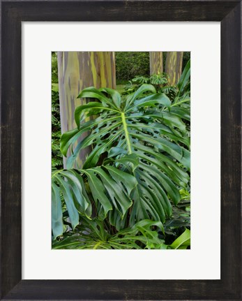 Framed Split Leaf Philodendron And Rainbow Eucalyptus Tree, Kula Botanical Gardens, Maui, Hawaii Print