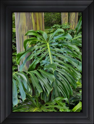 Framed Split Leaf Philodendron And Rainbow Eucalyptus Tree, Kula Botanical Gardens, Maui, Hawaii Print