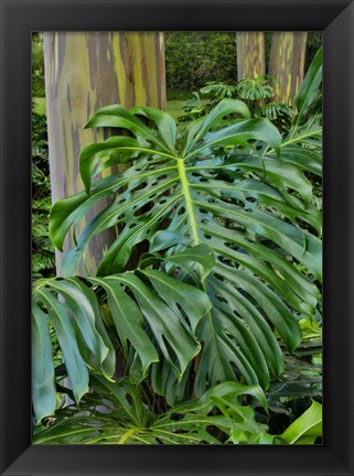 Framed Split Leaf Philodendron And Rainbow Eucalyptus Tree, Kula Botanical Gardens, Maui, Hawaii Print