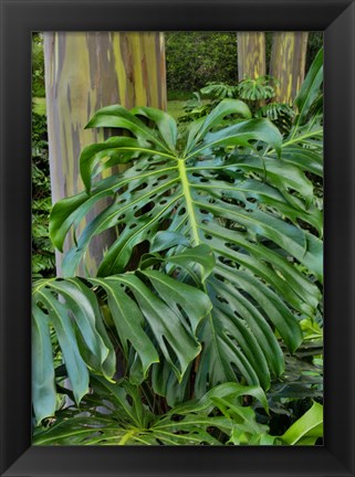 Framed Split Leaf Philodendron And Rainbow Eucalyptus Tree, Kula Botanical Gardens, Maui, Hawaii Print